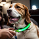 Glowing LED Pet Collar, Battery Powered, Polyester Reflective Dog Walking Necklace