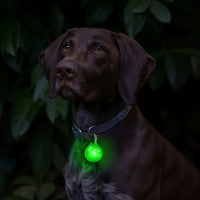 Bright LED Collar Light Pendant with Carabiner Clip-Setting Insulating Sheet