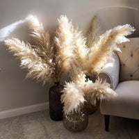 Pampas Grass Decor, Bohemian Style, Fluffy Feather Accents, Dry Flower - 5pcs 101.6cm Tall