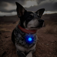 Bright LED Collar Light Pendant with Carabiner Clip-Setting Insulating Sheet