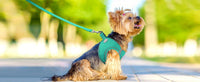 Joytale Reflective Dog Harness and Leash Set