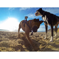 Multifunctional Pet Photography Harness - Adjustable for Small, Medium, and Large Dogs