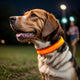 Glowing LED Pet Collar, Battery Powered, Polyester Reflective Dog Walking Necklace