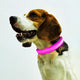 Glowing LED Pet Collar, Battery Powered, Polyester Reflective Dog Walking Necklace