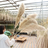 Wholesale 12Pcs Fluffy Large Pampas Grass Home Decor Natural Dried Flower Decorative Wedding Centerpiece Boho Pampas Grass Decor
