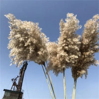 Wholesale 12Pcs Fluffy Large Pampas Grass Home Decor Natural Dried Flower Decorative Wedding Centerpiece Boho Pampas Grass Decor