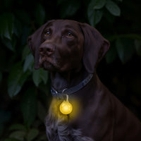 Bright LED Collar Light Pendant with Carabiner Clip-Setting Insulating Sheet